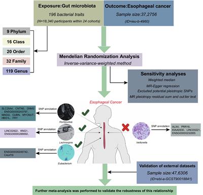 Application of Mendelian randomization to assess host gene–gut microbiota correlations in patients with esophageal cancer